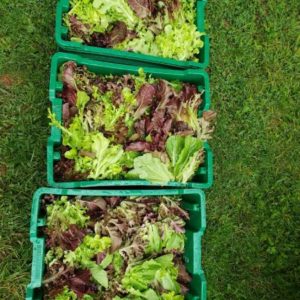 Lettuce Mix