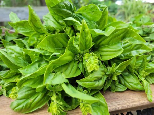 Italian Basil