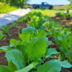 Arugula