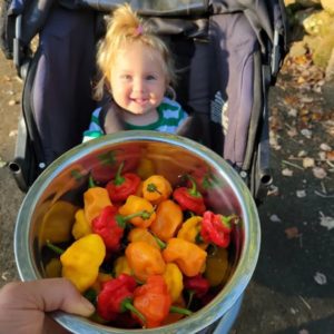 Scotch Bonnet Peppers