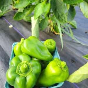 Mixed Green Peppers