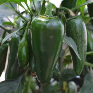 Jalapeno