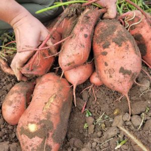 Sweet Potato