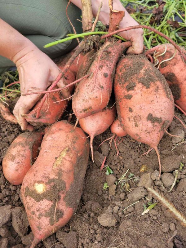 Sweet Potato