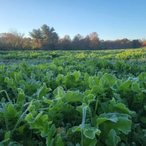 Cover Crop