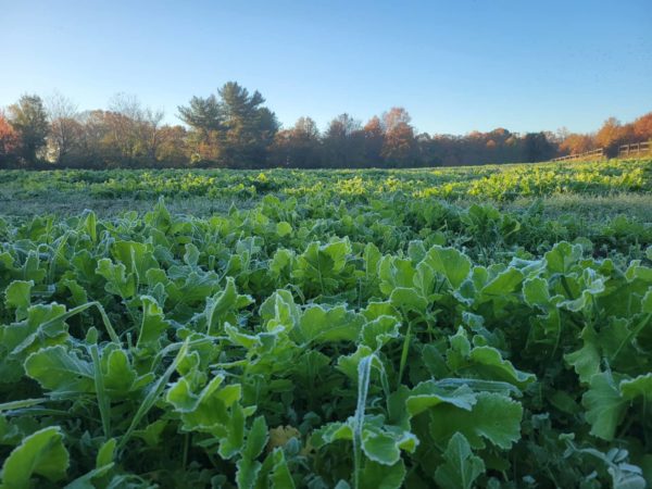 Cover Crop